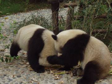 China 7
