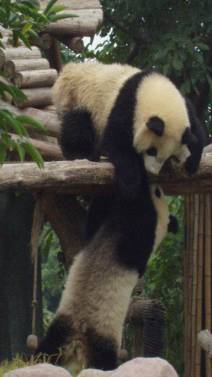 China 8